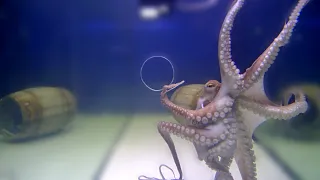 Big Octopus VS Small Holes - Incredible Squeezing Abilities