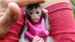 Newborn Baby Monkey Chika takes a bath to be clean and fragrant (CHIRO #070)