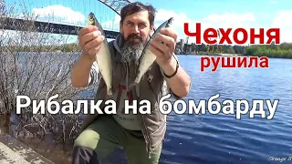 Рибалка в Києві. Чехоня на бомбарду. Вже рушила і гарно клює.