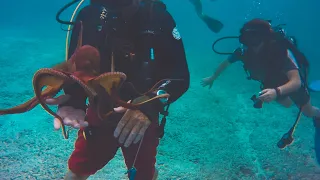 OAHU / Scuba diving GoPro 4K Lumafusion Edit