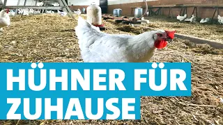 Eier aus eigener Zucht: Wie man Zuhause eigene Hühner hält