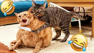 Funny animals video। Funny cats animals