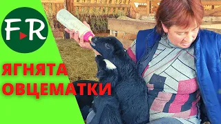 Овцематки с ягнятами. Племенной репродуктор по Романовской породе овец. ООО Тверской урожай.