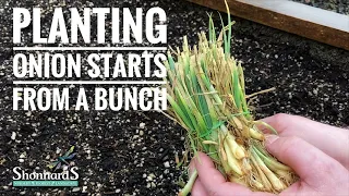 Planting Onion Starts from a Bunch