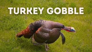 Wild Turkey Gobble - Use This Sound While Hunting