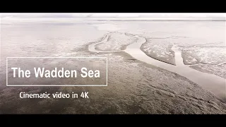 DJI MINI 2 - Wadden Sea and seals - Waddenzee in cinematic video 4K