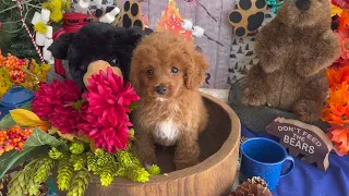 Nelson the Cavapoo