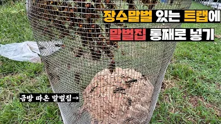 말벌본진 떼서 장수말벌 4마리 있는 트랩에 통째로 넣어보기