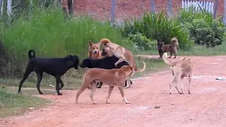 Rural Dogs !! Dog Meeting for the Summer Season in Village.