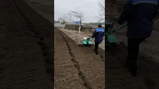 Фрезерование земли мотоблоком. Обработка земли перед нарезкой гребней для посадки картофеля.
