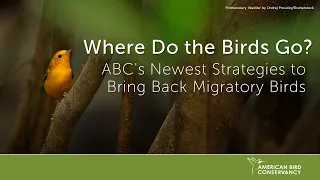 Where Do the Birds Go? ABC's Newest Strategies to Bring Back Migratory Birds | ABC Webinar