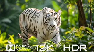 Dolby Vision 12K HDR 120fps - Most Stunning Animals And Relaxing Piano Music