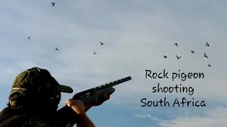 Rock Pigeon Shooting in South Africa 2024