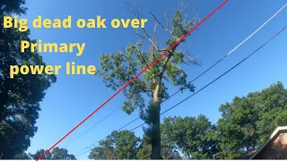 Removing big oak tree over primary power lines!