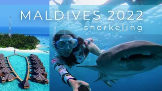 FIHALHOHI ISLAND RESORT, MALDIVES . В одиночку на МАЛЬДИВЫ. Снорклинг, ныряю к акулам🦈