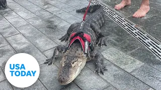 Man's emotional support alligator surprises park-goers in Philadelphia | USA TODAY