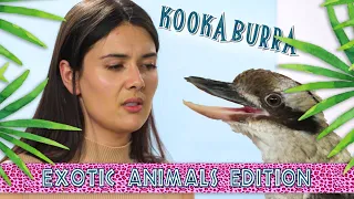 Patti Reviews Exotic Animals: Kookaburra