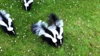 Baby Skunks