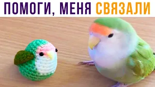 Меня СВЯЗАЛИ!))) Приколы | Мемозг 624