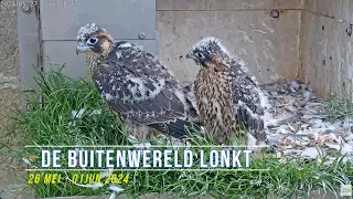 240602 Slechtvalken Oudenaarde 24 - De buitenwereld lonkt