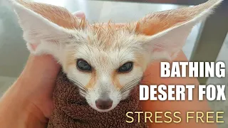 How to Bathe a Tiny Fox