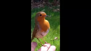 A Grieving Mother at Son's Grave is Visited by Red Robin after she had asked for Sign.