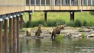 482 Brett and yearlings 7/17/2019