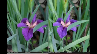 Nikon Z5 vs Fuji X-T30, Amateur Compares the Two