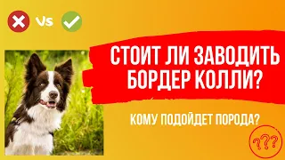 Стоит ли заводить бордер колли? Кому она подойдёт? Топ фактов о породе. Рубрика #ВыборСобаки