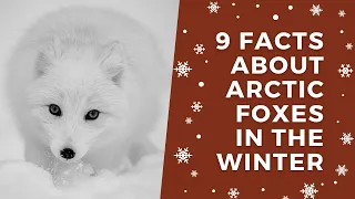 9 Facts About Arctic Foxes in the Winter