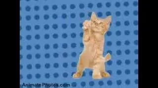 Dancing Cats - Go Kitty Go!