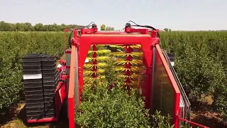 How to harvest cherry like a pro? | AGROMA CHERRY 2020