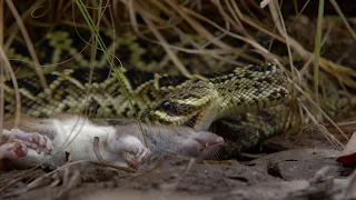 Así es el ataque mortal de la serpiente de cascabel más grande del mundo | National Geographic