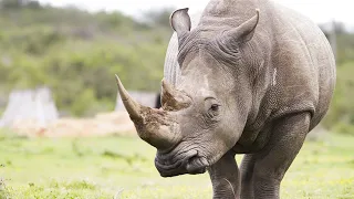10 фактов о носорогах