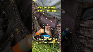 Stoat Dambi In My Tool Bag