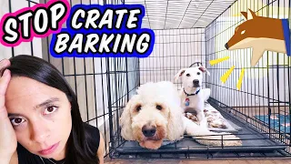STOP Puppy Crying in Crate 🛑  How To Crate Train a New Puppy!