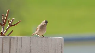 Sparrow jumping