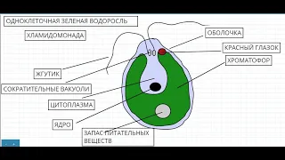 Одноклеточные зеленые водоросли Хламидомонада Хлорелла