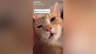 NEWEST TIKTOK BEST CAT MEMES COMPILATION  1