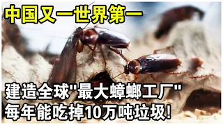 中國建造世界最大“蟑螂工場”！飼養60億只蟑螂，每年吃掉10萬噸垃圾！美國：不怕它們跑嗎？