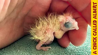 I had to help this tiny parrot after a blind lady accidentally incubated it's egg