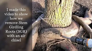 Stem girdling root removal with air chisel