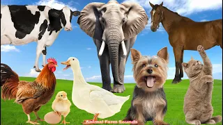 Lovely Animal Sounds Around Us: Horse, Cow, Duck, Dog, Hen, Cat, Elephant - Animal Paradise