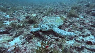 4 days of Diving in Sipadan, Malaysia