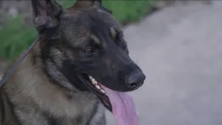 Former Denver Sheriff's Department K-9 saved from euthanasia finds a new home