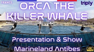 ORCA THE KILLER WHALE ENCOUNTER🐳 FULL PRESENTATIONS & SHOW AT MARINELAND ANTIBES, FRANCE🇫🇷 4K 60FPS