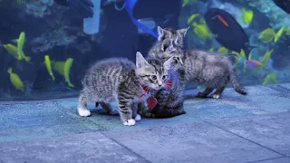 Kittens Explore Georgia Aquarium!