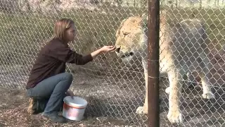 Panthera Africa on Kwêla