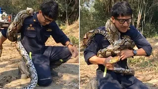 Snake Catcher Gets Python Wrapped Round Body