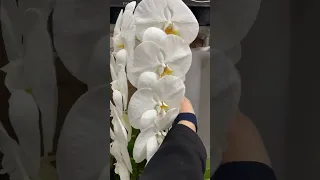 Розпаковка орхідей